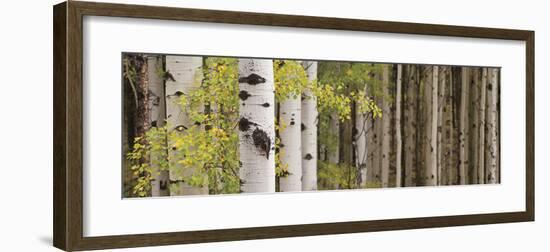 White Forest Standing-Heather Ross-Framed Giclee Print