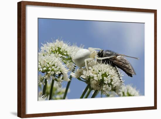 White Form Of Goldenrod Crab Spider (Misumenia Vatia) Camouflaged-Nick Upton-Framed Photographic Print