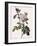 White Four-Seasons Rose-Pierre Joseph Redoute-Framed Giclee Print