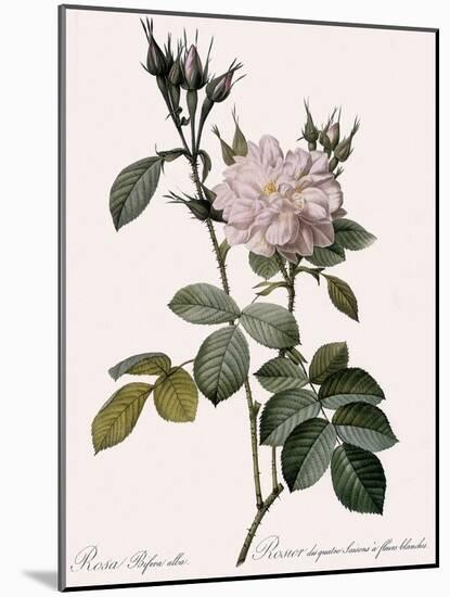 White Four-Seasons Rose-Pierre Joseph Redoute-Mounted Giclee Print