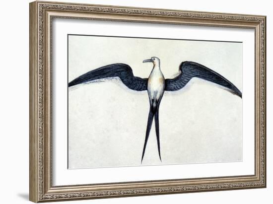 White: Frigate Bird-John White-Framed Giclee Print