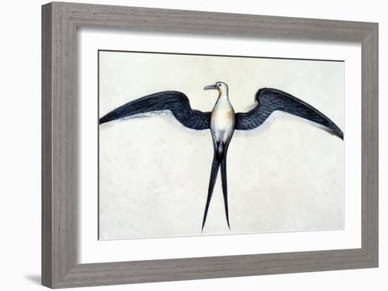 White: Frigate Bird-John White-Framed Giclee Print