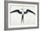 White: Frigate Bird-John White-Framed Giclee Print