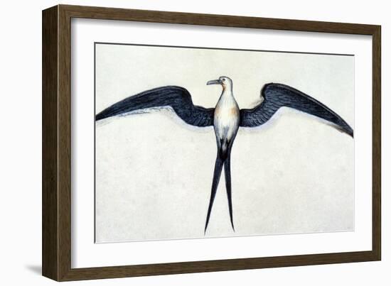 White: Frigate Bird-John White-Framed Giclee Print