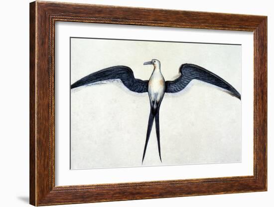 White: Frigate Bird-John White-Framed Giclee Print