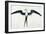 White: Frigate Bird-John White-Framed Giclee Print