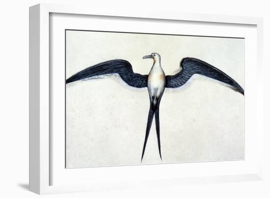 White: Frigate Bird-John White-Framed Giclee Print