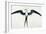 White: Frigate Bird-John White-Framed Giclee Print