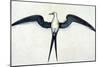 White: Frigate Bird-John White-Mounted Giclee Print
