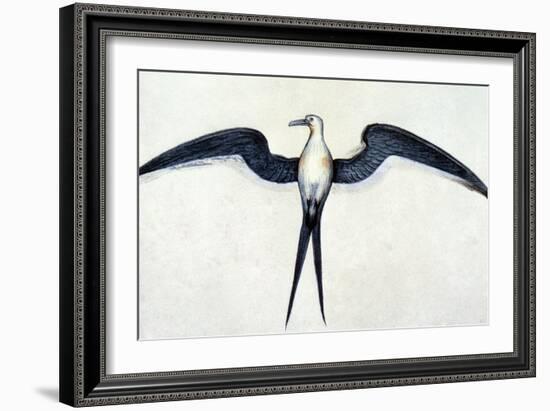 White: Frigate Bird-John White-Framed Giclee Print