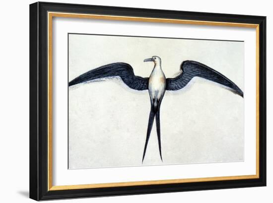 White: Frigate Bird-John White-Framed Giclee Print