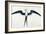 White: Frigate Bird-John White-Framed Giclee Print