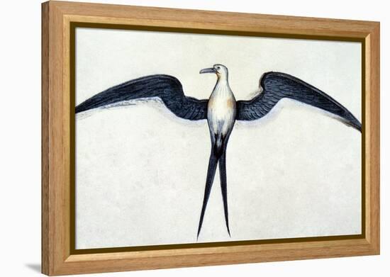 White: Frigate Bird-John White-Framed Premier Image Canvas