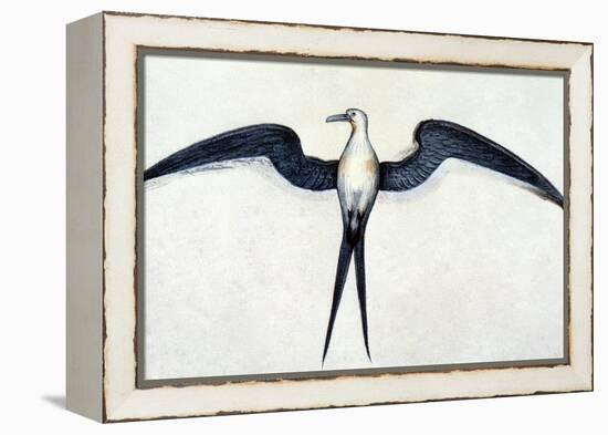 White: Frigate Bird-John White-Framed Premier Image Canvas