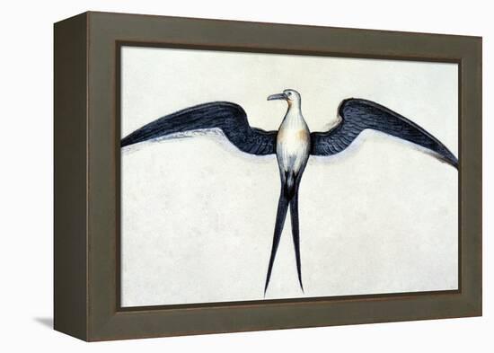 White: Frigate Bird-John White-Framed Premier Image Canvas