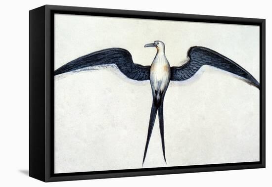 White: Frigate Bird-John White-Framed Premier Image Canvas
