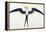 White: Frigate Bird-John White-Framed Premier Image Canvas