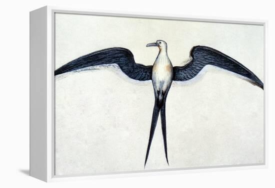 White: Frigate Bird-John White-Framed Premier Image Canvas