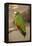 White Fronted Amazon Parrot, Roatan Butterfly Garden, Tropical Bird, Honduras-Jim Engelbrecht-Framed Premier Image Canvas