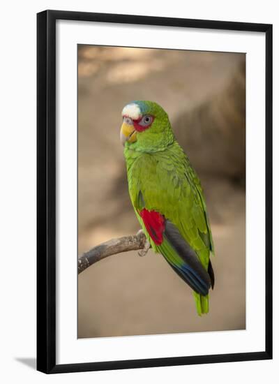 White Fronted Amazon Parrot, Roatan Butterfly Garden, Tropical Bird, Honduras-Jim Engelbrecht-Framed Photographic Print