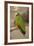 White Fronted Amazon Parrot, Roatan Butterfly Garden, Tropical Bird, Honduras-Jim Engelbrecht-Framed Photographic Print