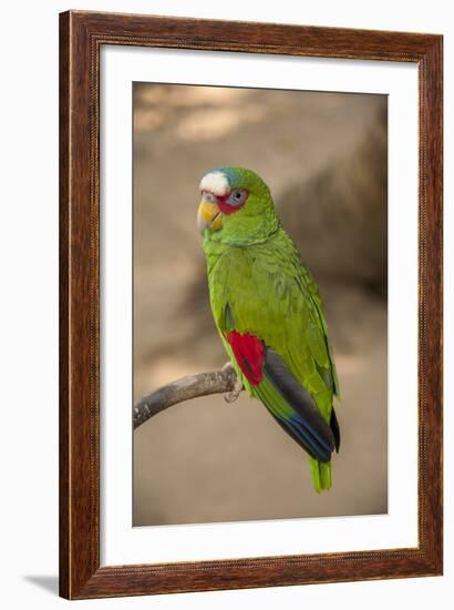 White Fronted Amazon Parrot, Roatan Butterfly Garden, Tropical Bird, Honduras-Jim Engelbrecht-Framed Photographic Print