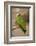 White Fronted Amazon Parrot, Roatan Butterfly Garden, Tropical Bird, Honduras-Jim Engelbrecht-Framed Photographic Print