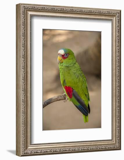 White Fronted Amazon Parrot, Roatan Butterfly Garden, Tropical Bird, Honduras-Jim Engelbrecht-Framed Photographic Print