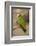 White Fronted Amazon Parrot, Roatan Butterfly Garden, Tropical Bird, Honduras-Jim Engelbrecht-Framed Photographic Print