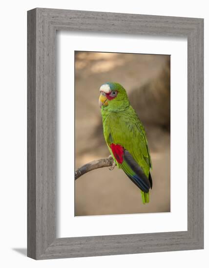 White Fronted Amazon Parrot, Roatan Butterfly Garden, Tropical Bird, Honduras-Jim Engelbrecht-Framed Photographic Print