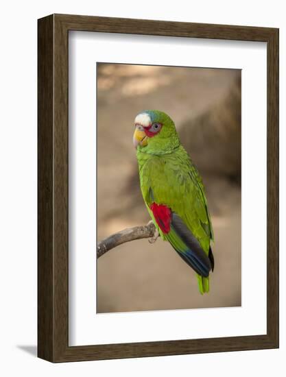 White Fronted Amazon Parrot, Roatan Butterfly Garden, Tropical Bird, Honduras-Jim Engelbrecht-Framed Photographic Print