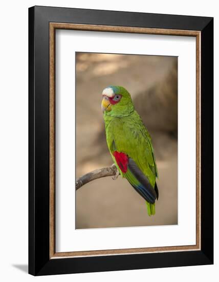 White Fronted Amazon Parrot, Roatan Butterfly Garden, Tropical Bird, Honduras-Jim Engelbrecht-Framed Photographic Print