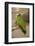 White Fronted Amazon Parrot, Roatan Butterfly Garden, Tropical Bird, Honduras-Jim Engelbrecht-Framed Photographic Print