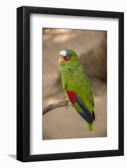 White Fronted Amazon Parrot, Roatan Butterfly Garden, Tropical Bird, Honduras-Jim Engelbrecht-Framed Photographic Print