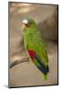 White Fronted Amazon Parrot, Roatan Butterfly Garden, Tropical Bird, Honduras-Jim Engelbrecht-Mounted Photographic Print