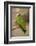 White Fronted Amazon Parrot, Roatan Butterfly Garden, Tropical Bird, Honduras-Jim Engelbrecht-Framed Photographic Print