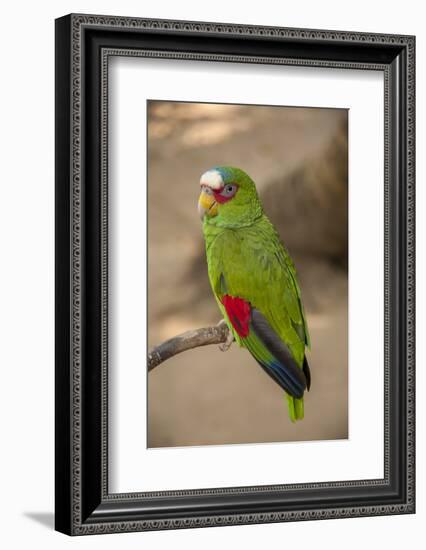 White Fronted Amazon Parrot, Roatan Butterfly Garden, Tropical Bird, Honduras-Jim Engelbrecht-Framed Photographic Print