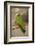 White Fronted Amazon Parrot, Roatan Butterfly Garden, Tropical Bird, Honduras-Jim Engelbrecht-Framed Photographic Print