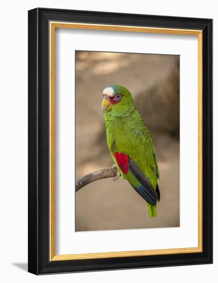 White Fronted Amazon Parrot, Roatan Butterfly Garden, Tropical Bird, Honduras-Jim Engelbrecht-Framed Photographic Print