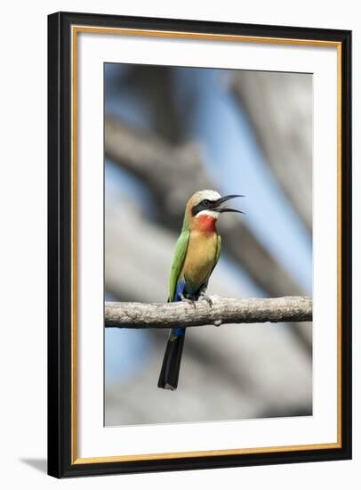 White-Fronted Bee-Eater, Chobe National Park, Botswana-Paul Souders-Framed Photographic Print