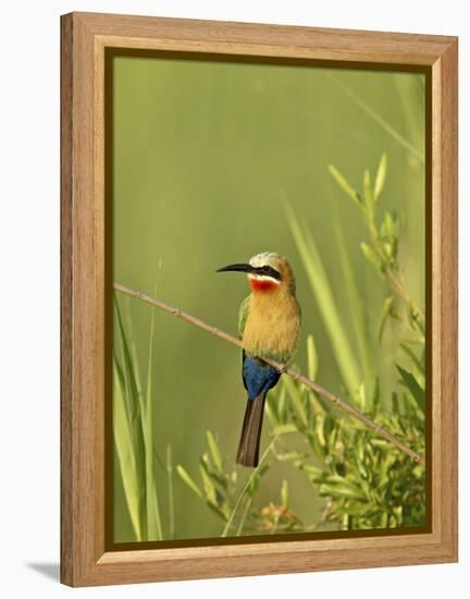 White-Fronted Bee-Eater, Kruger National Park, South Africa, Africa-James Hager-Framed Premier Image Canvas