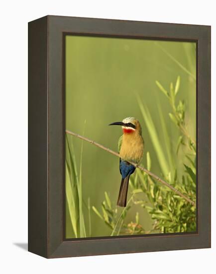 White-Fronted Bee-Eater, Kruger National Park, South Africa, Africa-James Hager-Framed Premier Image Canvas