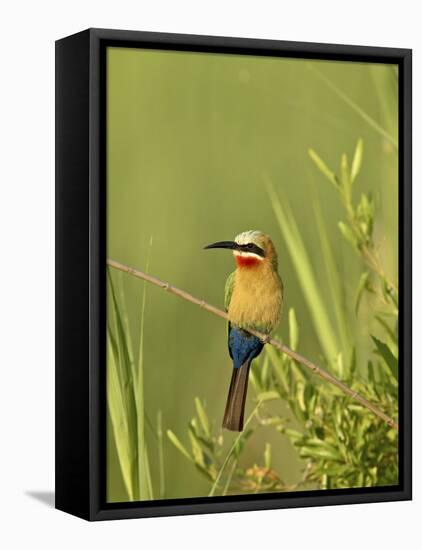 White-Fronted Bee-Eater, Kruger National Park, South Africa, Africa-James Hager-Framed Premier Image Canvas