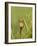 White-Fronted Bee-Eater, Kruger National Park, South Africa, Africa-James Hager-Framed Photographic Print