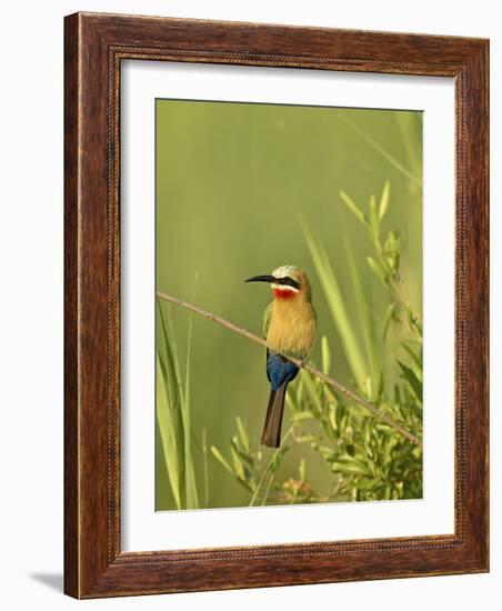 White-Fronted Bee-Eater, Kruger National Park, South Africa, Africa-James Hager-Framed Photographic Print