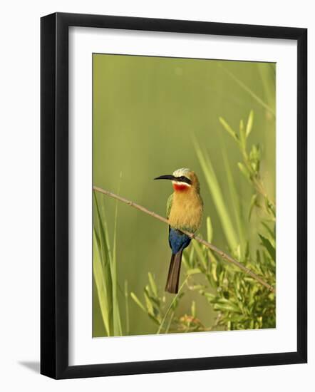 White-Fronted Bee-Eater, Kruger National Park, South Africa, Africa-James Hager-Framed Photographic Print