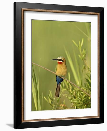 White-Fronted Bee-Eater, Kruger National Park, South Africa, Africa-James Hager-Framed Photographic Print