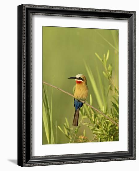 White-Fronted Bee-Eater, Kruger National Park, South Africa, Africa-James Hager-Framed Photographic Print