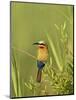 White-Fronted Bee-Eater, Kruger National Park, South Africa, Africa-James Hager-Mounted Photographic Print