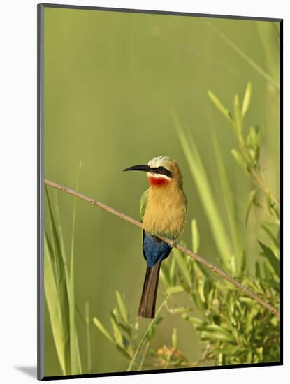 White-Fronted Bee-Eater, Kruger National Park, South Africa, Africa-James Hager-Mounted Photographic Print